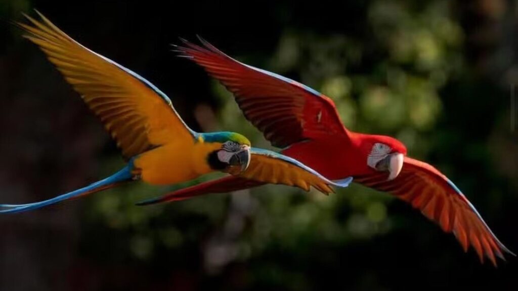 Guacamaya