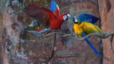 Guacamaya excluida de su bandada se adapta y forma una extraña pareja