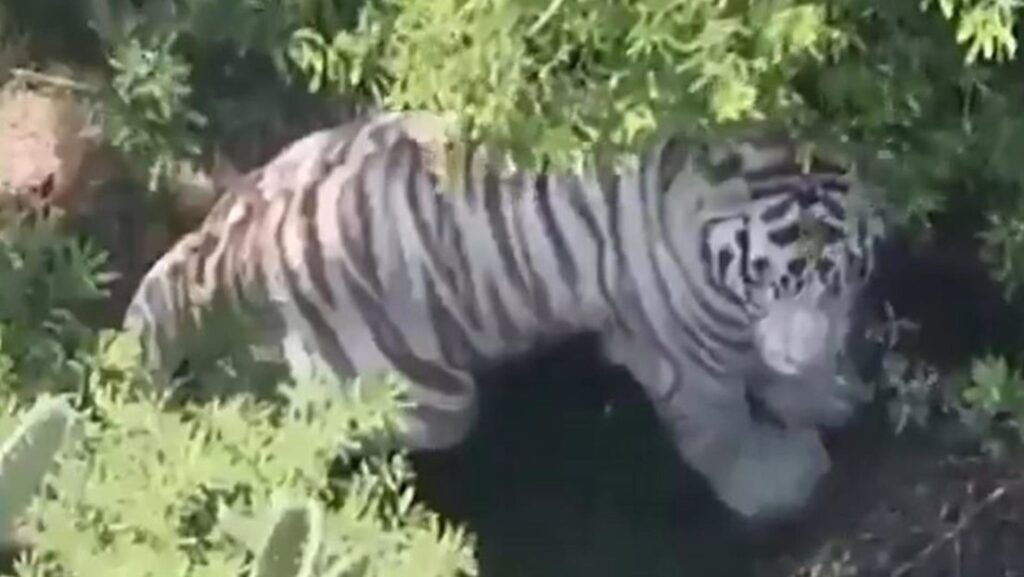  tigre de Bengala