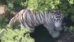 tigre de Bengala