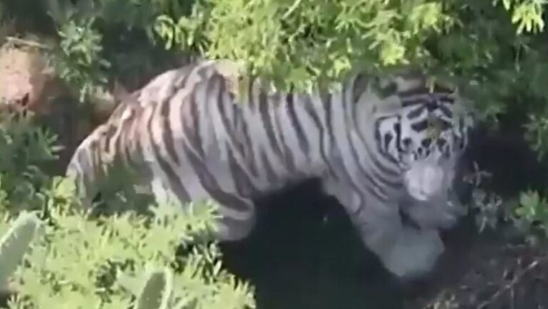  tigre de Bengala