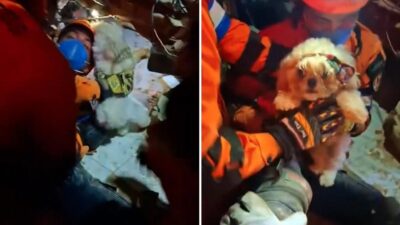 Rescatistas de El Salvador salvan a una mascota tras terremotos en Venezuela