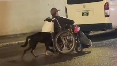 Este perrito dio una lección de lealtad y emocionó a las redes