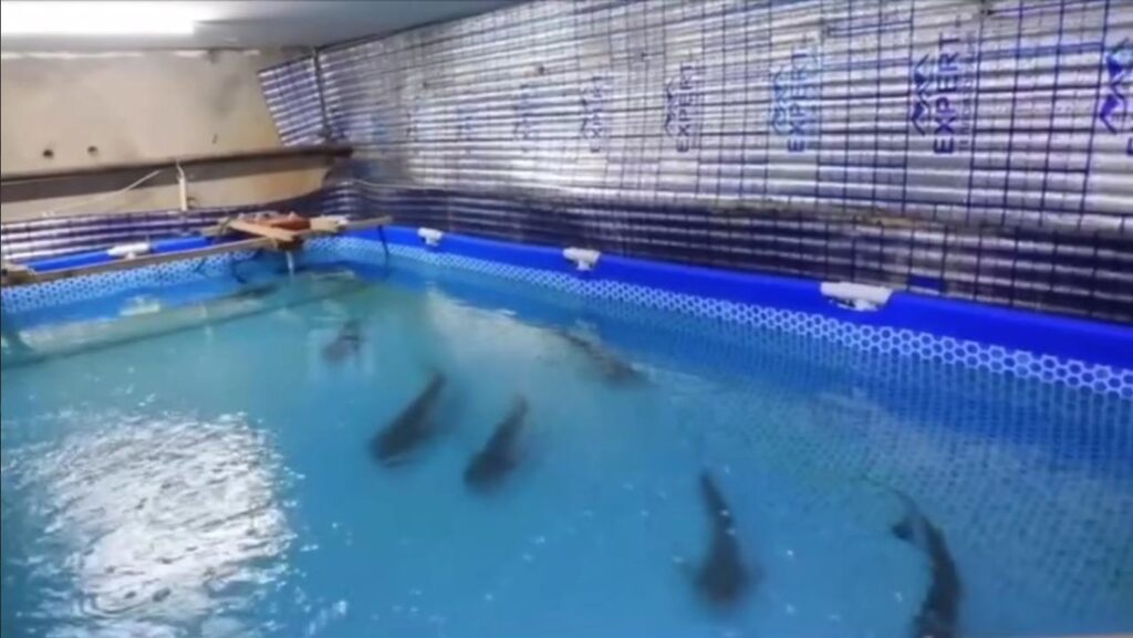 tiburones
