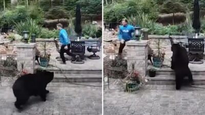 Hombre huye de un oso en el patio de su vivienda