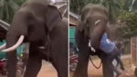 Elefante