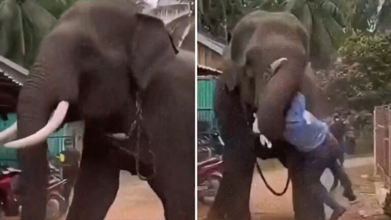 Elefante
