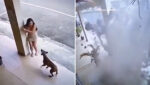 perro