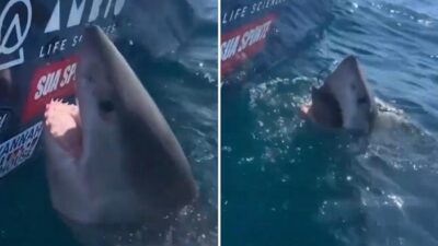 Un tiburón reacciona de forma inesperada cuando una mujer intenta tocarlo