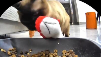 Gatito comparte su comida con su compañero de peluche