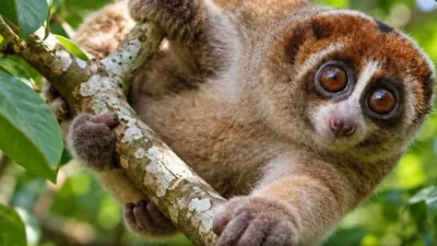 Encuentran un primate venenoso que se creía desaparecido