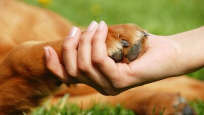Ciudad latinoamericana declara a las mascotas seres sintientes