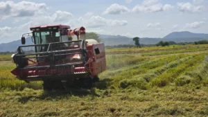 Producción de arroz alcanza 5.8 millones de quintales durante enero-mayo de 2026