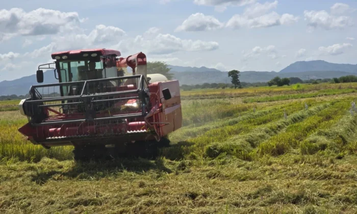 Producción de arroz alcanza 5.8 millones de quintales durante enero-mayo de 2026