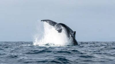 El misterio detrás de la búsqueda de alimento de las ballenas azules