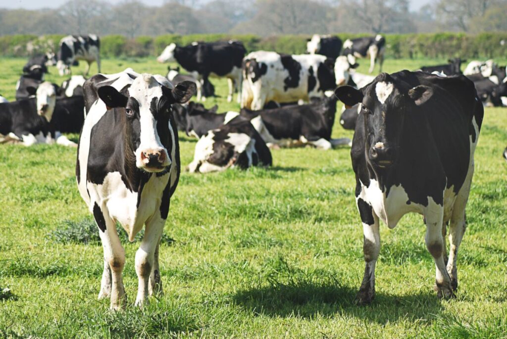 Vaca