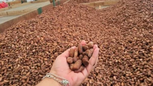 Producción de cacao registra resultados positivos a abril de 2026