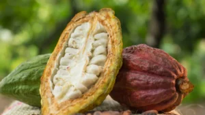 Nicaragua destaca por sus variedades de cacao fino y aromático