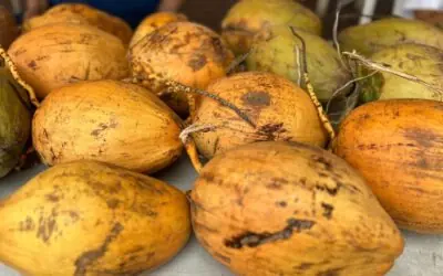 MAG reporta acopio de Coco de 751,700 Kilogramos