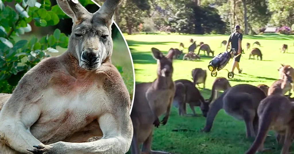 Australia