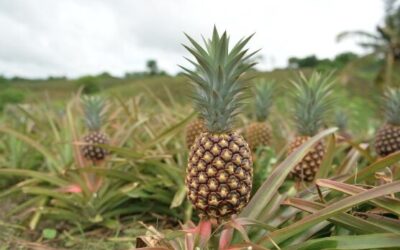 Producción de piña en Nicaragua supera los 7.6 millones de unidades entre mayo y octubre