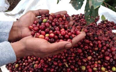 Nicaragua inaugurará Cosecha Cafetalera del ciclo productivo 2025-2026 este sábado 25 de octubre