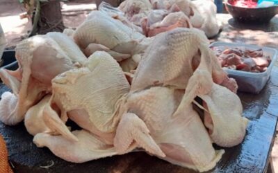 Reportan 358 millones de libras de carne de pollo al mercado nacional en 2025