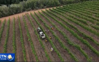 La provincia sudafricana del Cabo Occidental se erige como líder en un sector sin explotar