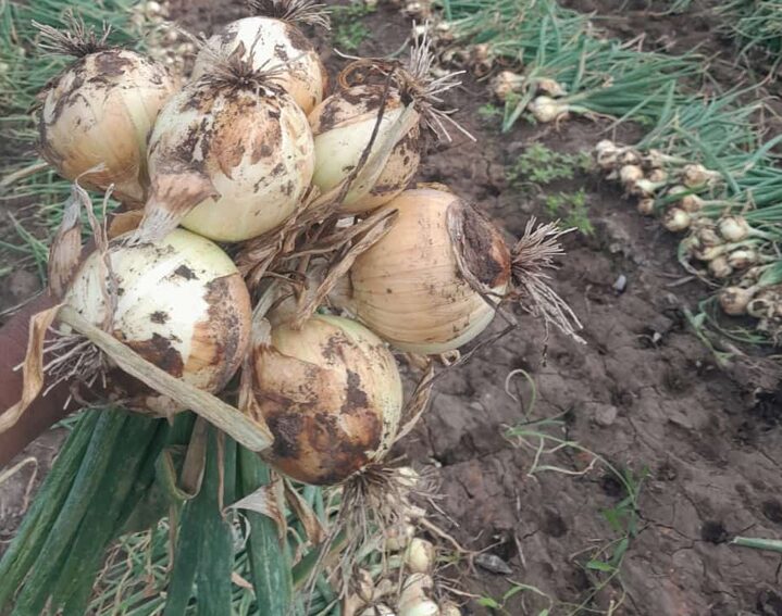 Cebolla
