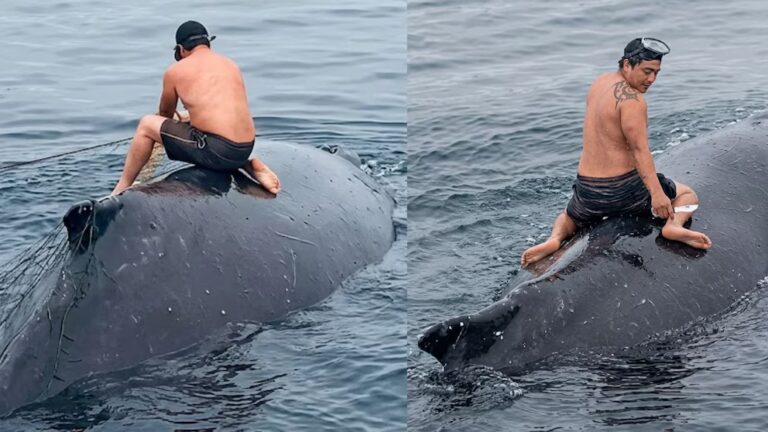 ballena atrapada en una red