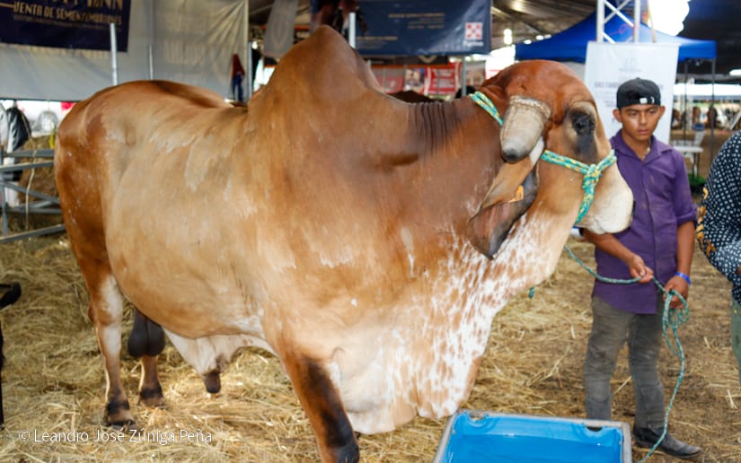feria ganadera