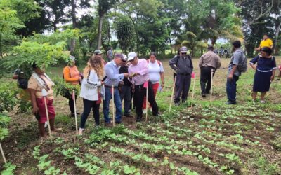 Técnicas para cultivo de Frijol
