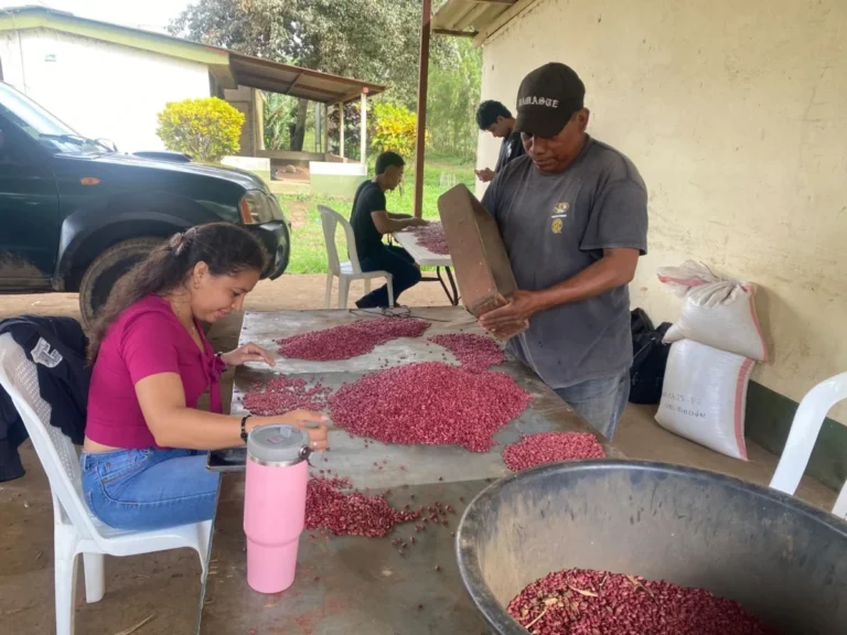Cosecha de frijol rojo