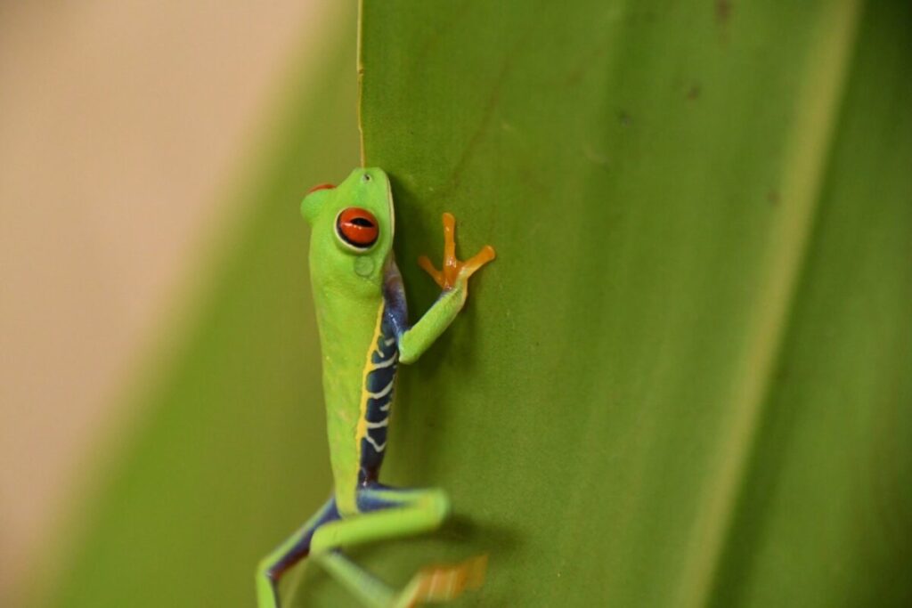 Flora y Fauna