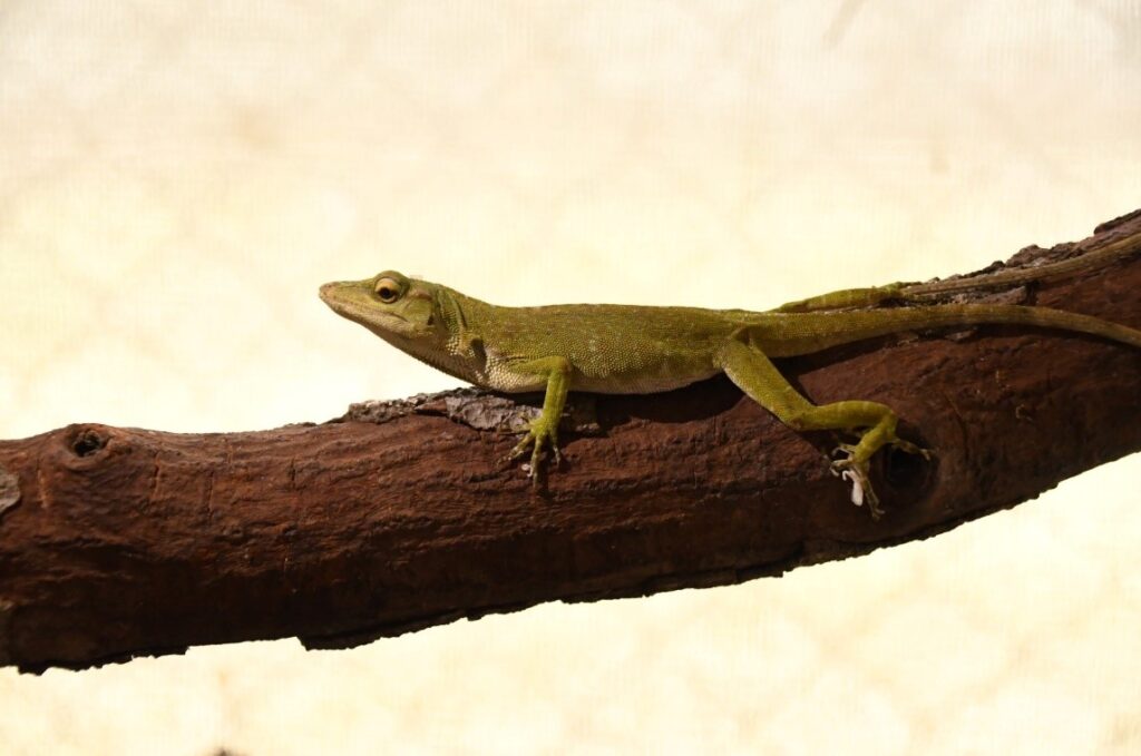 Nicaragua