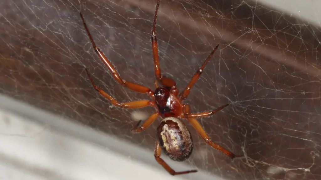 viuda negra