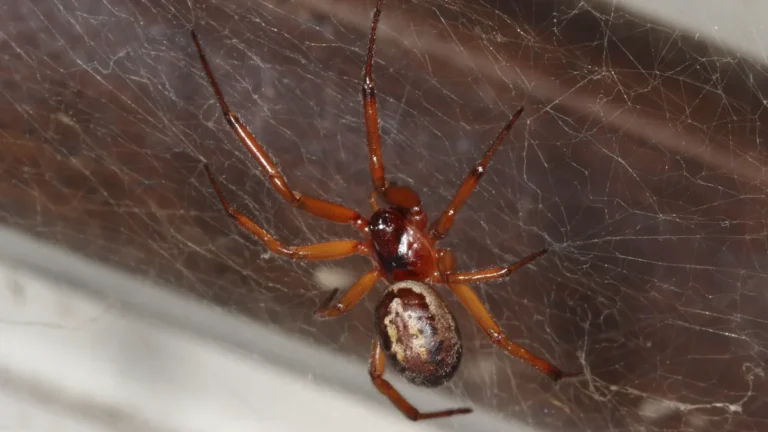 viuda negra
