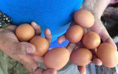 Sector avícola produce 29.3 millones de cajillas de huevo a octubre 2025