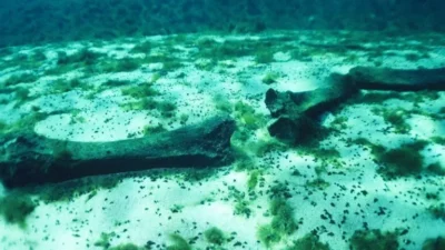 Hallan un gigantesco cementerio de ballenas en el océano Índico durante una expedición china