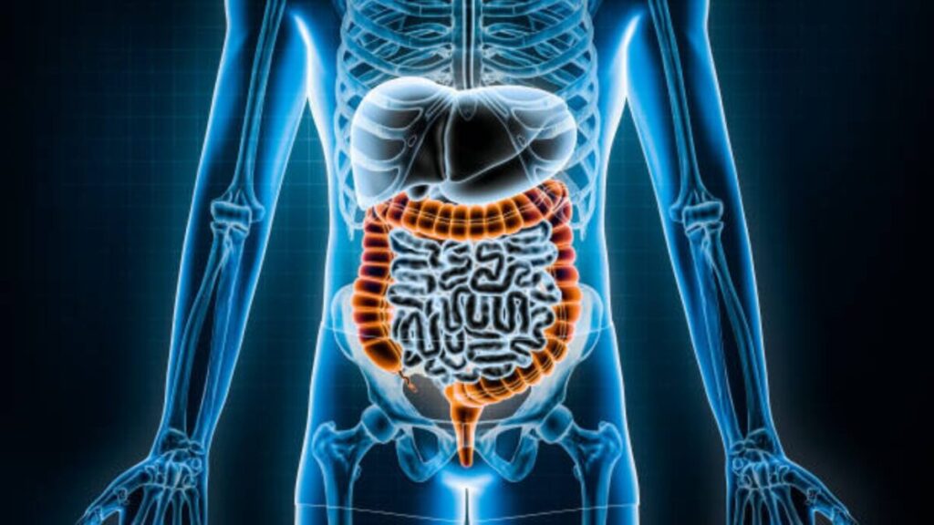 intestino