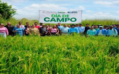 Más de 5 mil productores de arroz fortalecen sus habilidades técnicas