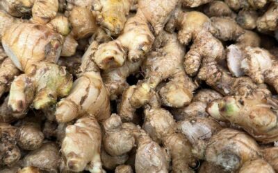 Acopio de Jengibre de Agosto-Octubre 2025