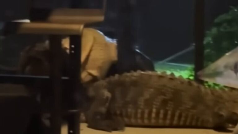 intruso