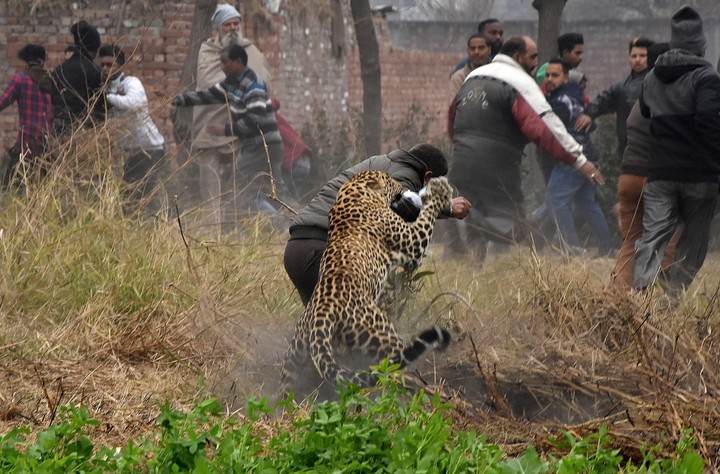 leopardo