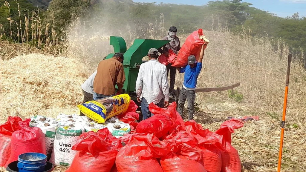 Producción agrícola de maíz en Nicaragua