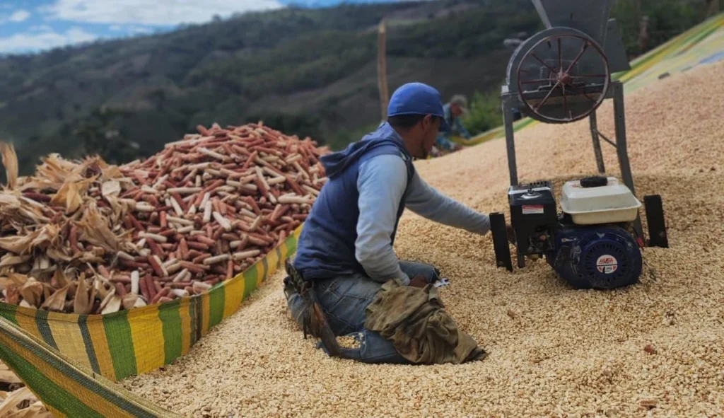 Cosecha de maíz en Nicaragua