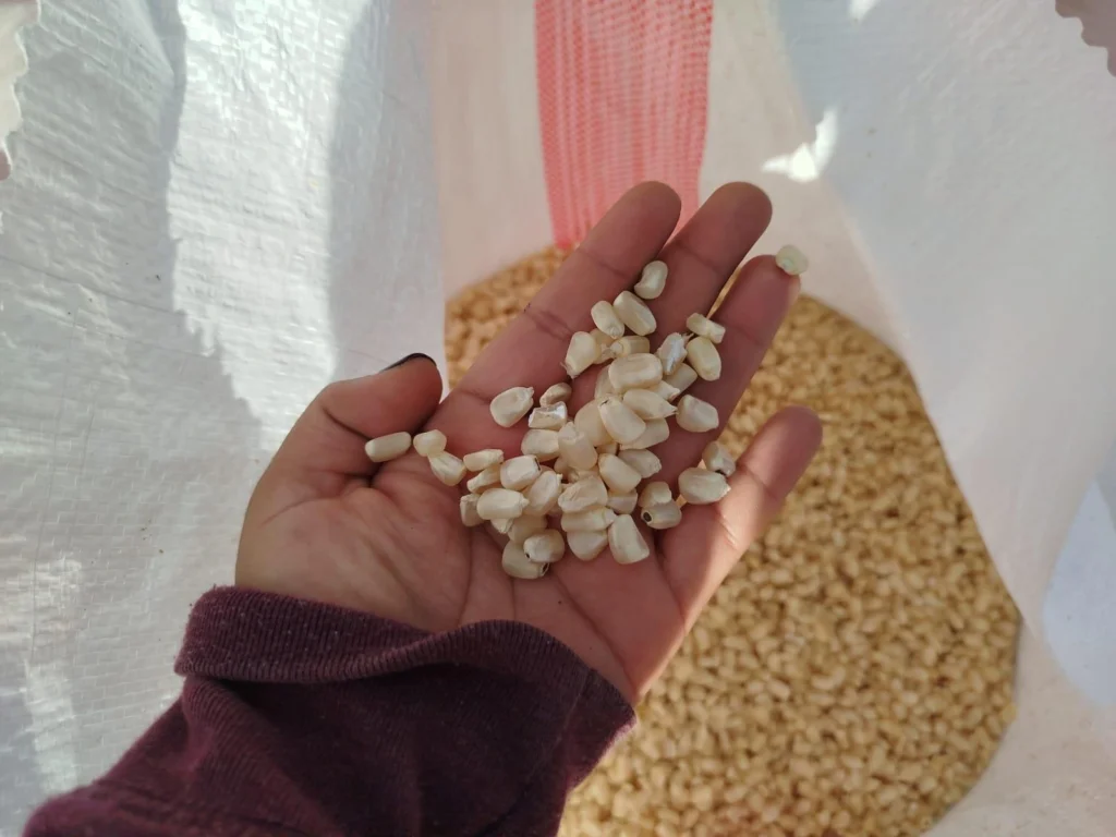 Familias productoras de maíz en Nicaragua