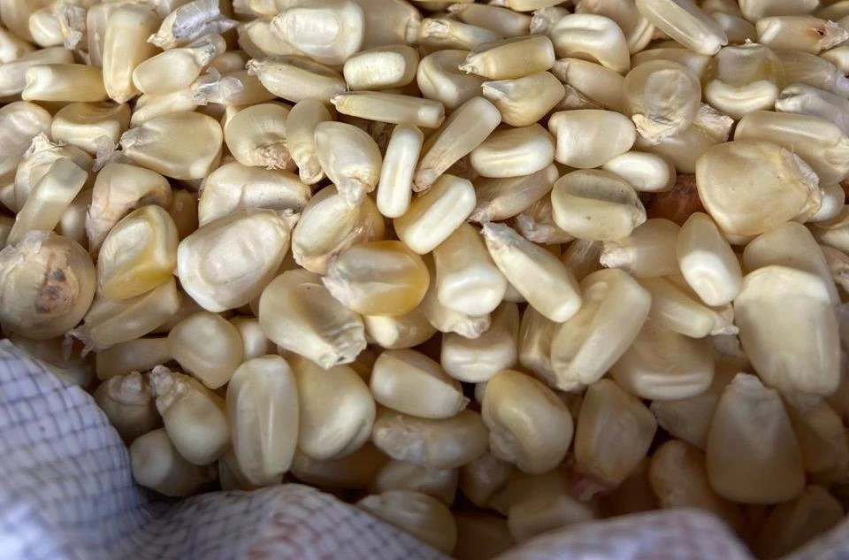 Producción de maíz en Nicaragua - MAG