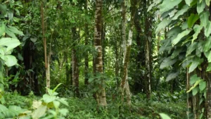 MARENA impulsa conservación de bosques en el Caribe Sur