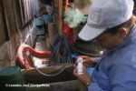 prevención del dengue
